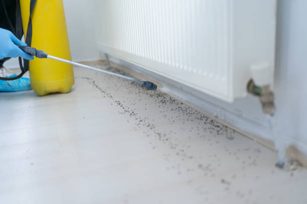 Best Affordable Pest Control Services  in Menifee, CA